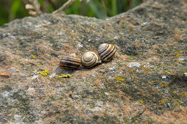 条纹蜗牛岩石