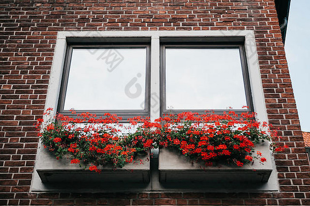 美丽的红色的花花锅外观建筑窗户