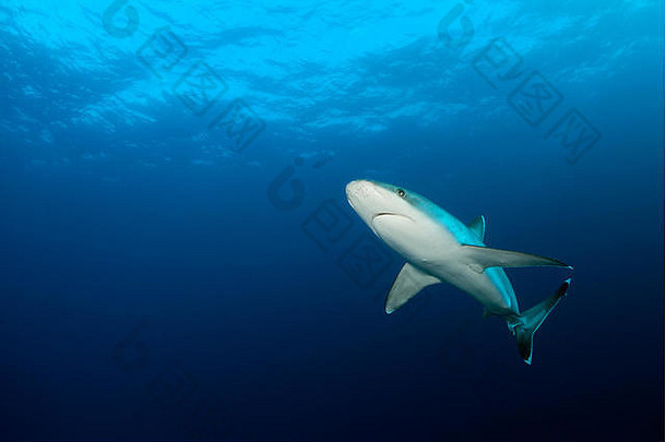 优雅的白边真鲨鱼卡查希努斯白缘藻游泳水下风景雷维拉吉赫多群岛