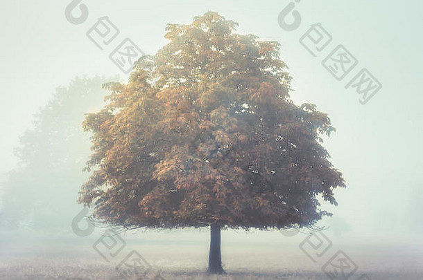 孤独的秋天树站早....雾拍摄巴德斯利克林顿房地产