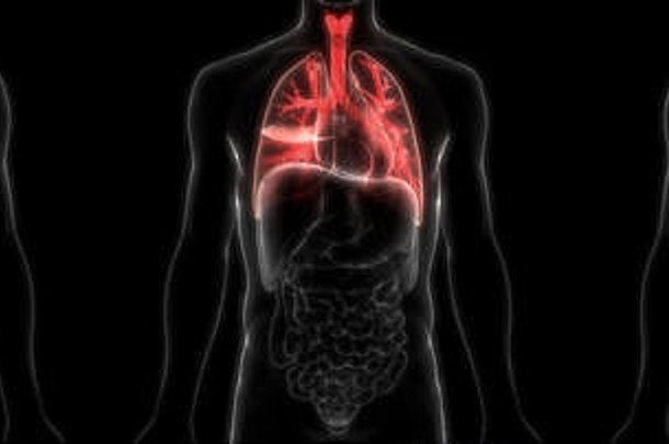 人类呼吸系统解剖学