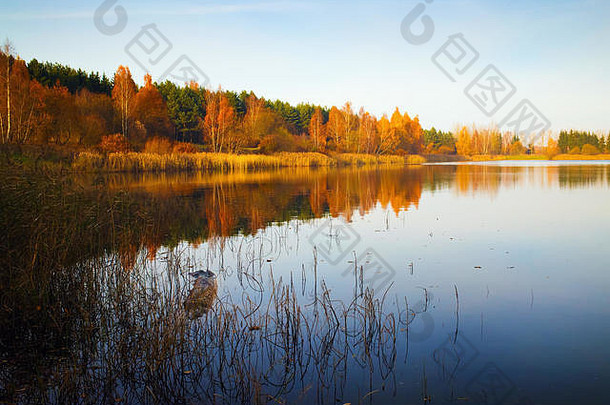 阳光明媚的秋天景观湖万里无云的蓝色的天空树灌木泛黄金树叶海岸
