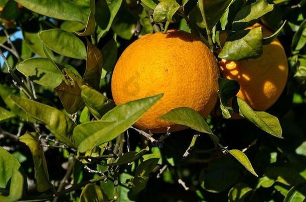 橙子树收获阿尔加夫葡萄牙