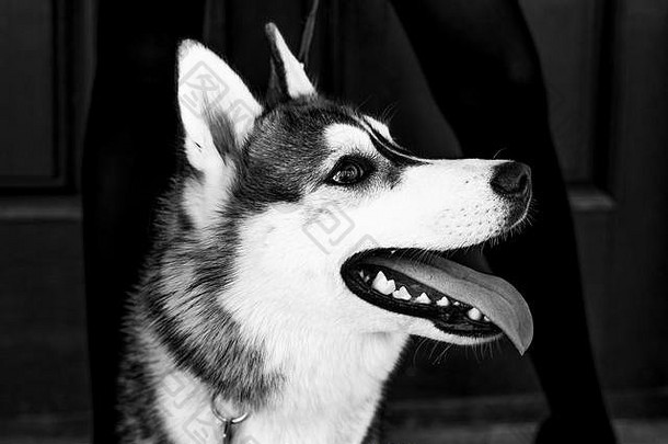 西伯利亚沙哑的狗蓝色的眼睛站之前城市背景