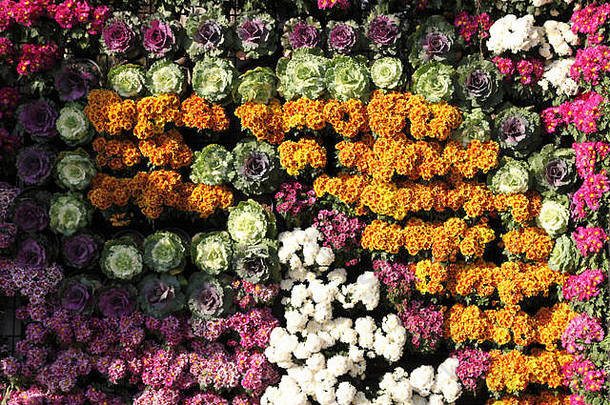 明亮的色彩斑斓的五彩缤纷的花泰国东南亚洲