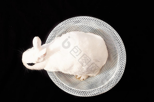 白色兔子篮子