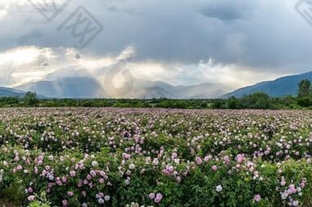 大型全景玫瑰谷保加利亚阳光照明山范围背景