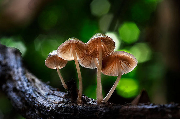 集团黄色的蘑菇日益增长的木材