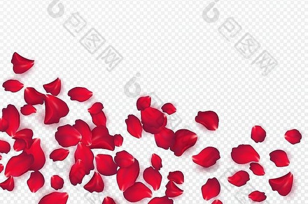 背景玫瑰花瓣孤立的透明的白色背景情人节一天背景向量插图