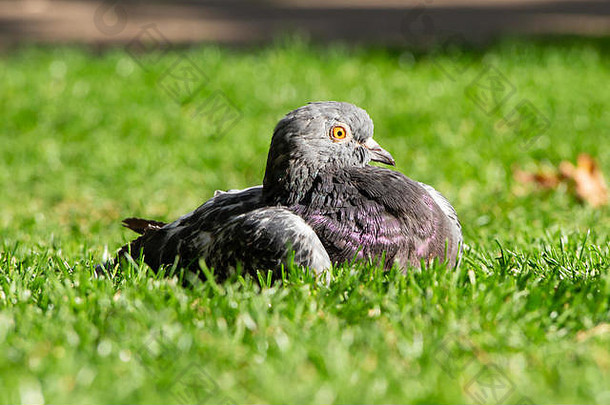 女岩石在哪里鸽属利维亚常见的鸽子沐浴阳光明媚的秋天一天vicrotia路堤花园中央伦敦