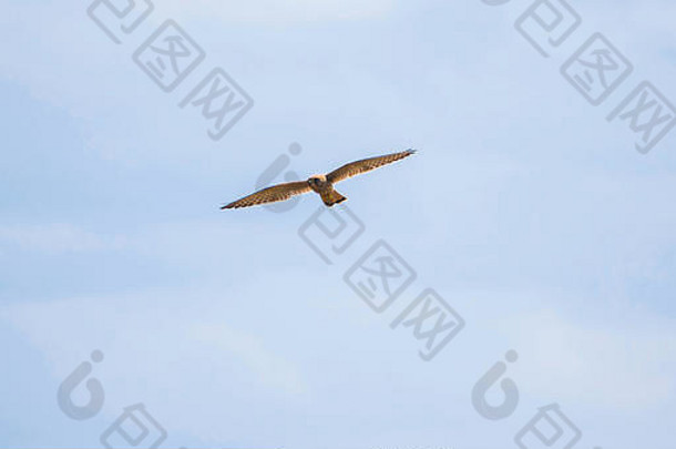 婴儿猎鹰飞行西班牙<strong>动</strong>物自由猎鹰鸟飞行松树清晰的蓝色的天空野生猎鹰自由