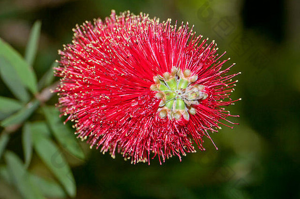 红色的花澳大利亚植物metrosiderosexcelsa西班牙语海岸