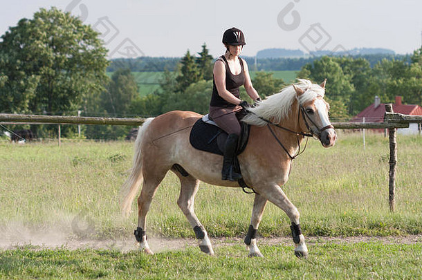 年轻的女人骑马马品种哈弗林格
