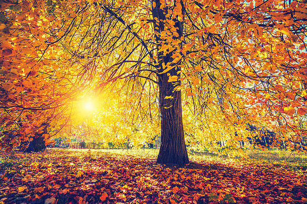 明亮的树阳光明媚的秋天公园