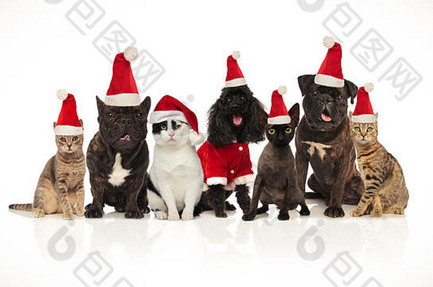 可爱的团队圣诞老人宠物品种坐着白色背景口开放舌头暴露