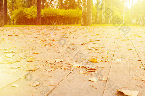 秋天公园木路下降叶子