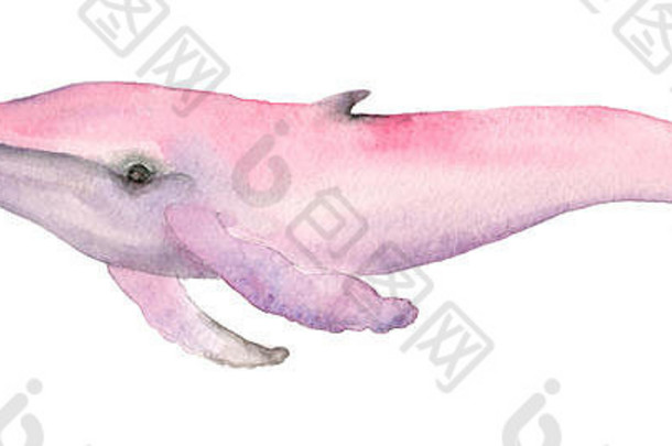 水彩粉红色的鲸鱼