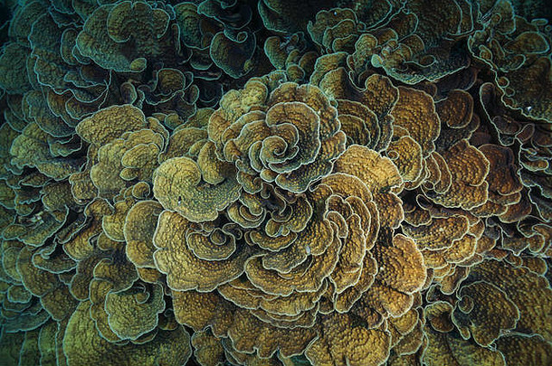 珊瑚殖民地霉菌属生菜珊瑚大倾角拍摄背景