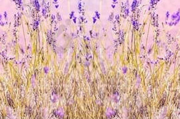 紫罗兰色的薰衣草花横幅场普罗旺斯柔和的颜色模糊背景的地方文本法国薰衣草花园软光