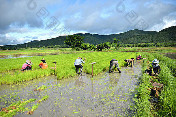 泰国农民工作大米种植园