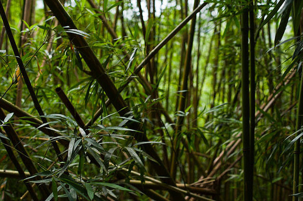 竹子森林毛伊岛夏威夷