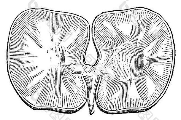 维多利亚时代雕刻disected植物种子数字恢复图像mid-th世纪百科全书