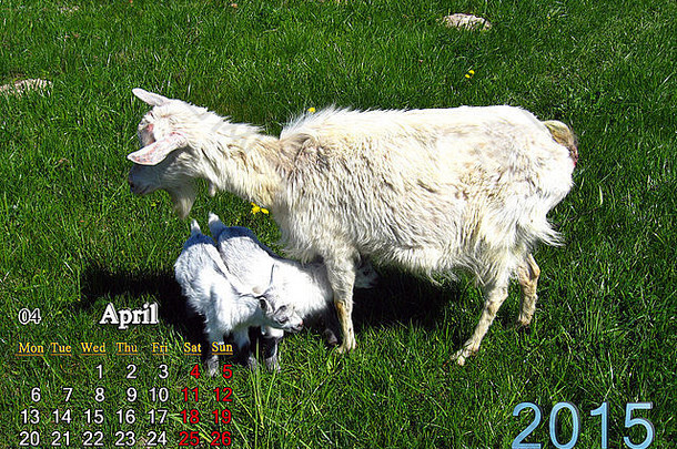 美丽的日历4月一年山羊孩子们