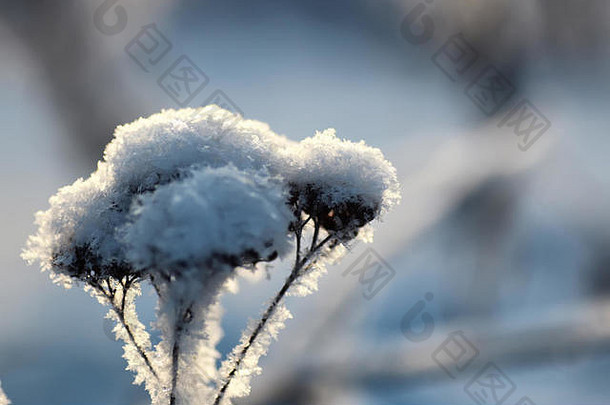 分支植物覆盖雪冬天宏