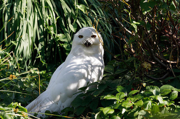 雪猫头鹰断续器斯堪的纳维亚大白色鸟典型的猫头鹰家庭