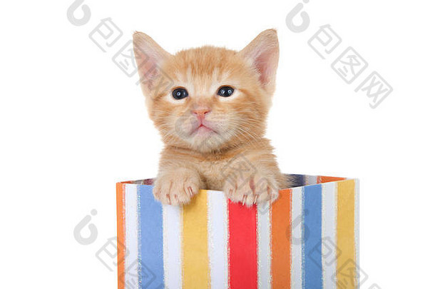 可爱的小橙色姜虎斑小猫见顶色彩斑斓的条纹现在盒子孤立的白色背景有趣的滑稽的动物滑稽 动作