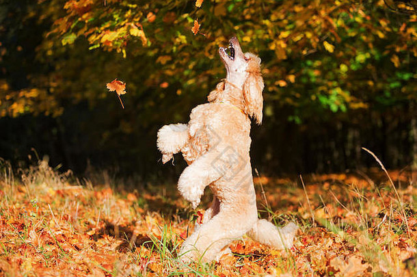 皇家贵宾犬有趣的跳秋天叶子