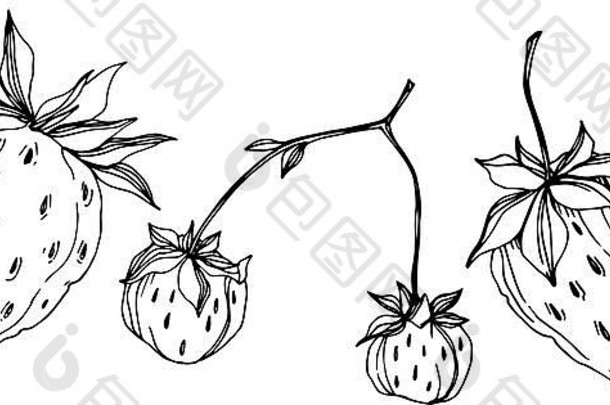 向量草莓新鲜的浆果健康的食物黑色的白色刻墨水艺术孤立的草莓插图元素