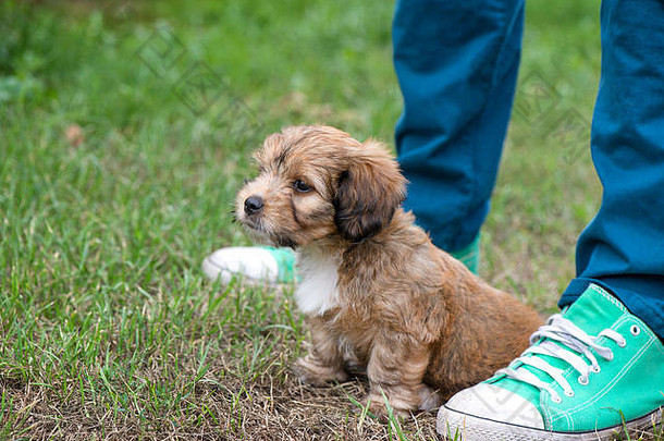 可爱的毛茸茸的可爱的棕色（的）小狗玩在户外老板顺从地坐着快乐狗公园花园绿色背景概念