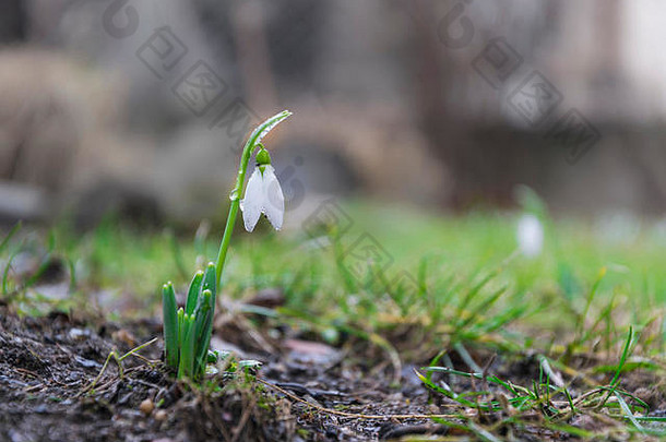 精致的雪花莲花春天符号告诉冬天离开温暖的次之前新鲜的绿色补充