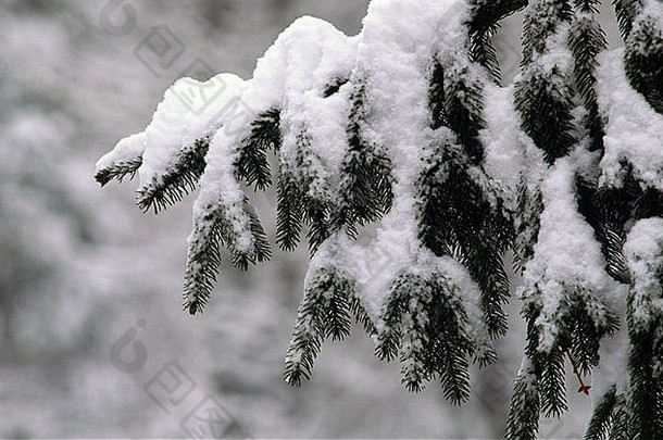 松树干雪