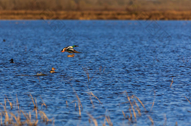 秃旋钮nwr3月野生北部琵嘴鸭在野生动物管理区域秃旋钮阿肯色州