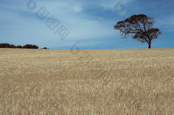孤独的桉树树小麦场