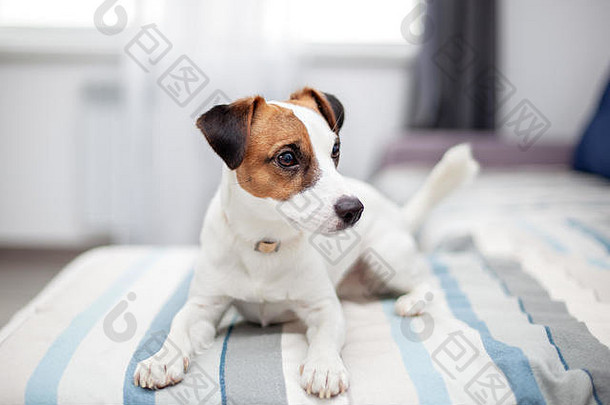 纯种杰克罗素梗狗说谎首页沙发上快乐狗是休息生活房间概念宠物