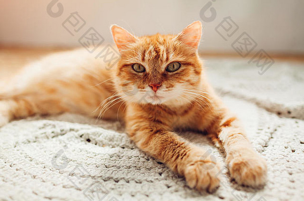姜猫说谎地板上<strong>地毯</strong>首页相机宠物放松感觉舒适的