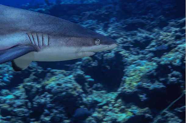 黑鳍礁鲨鱼鲨鱼潜水眩晕做吧岛密克罗尼西亚