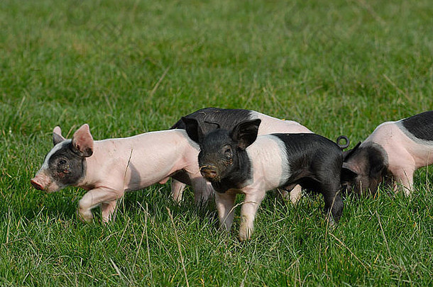 斯瓦比亚的猪国内猪schwaebischhaellischeslandschwein德国品种小猪年轻的