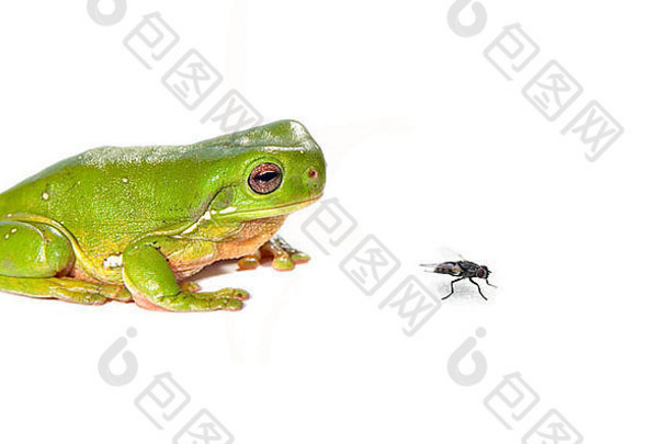 绿眼caerula绿色树青蛙白色飞前面