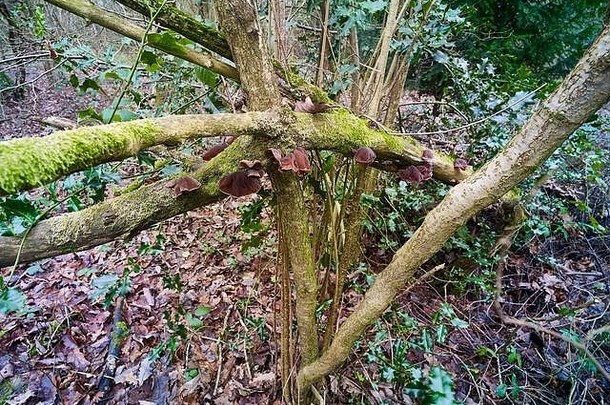 犹太人耳朵木耳属auricula-juda真菌纠结的分支机构林地自然景观伦敦英格兰欧洲