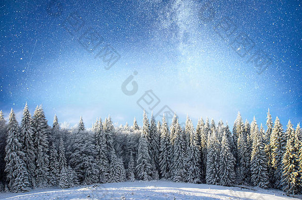 神奇的冬天雪覆盖树冬天景观冬天湖冻前面