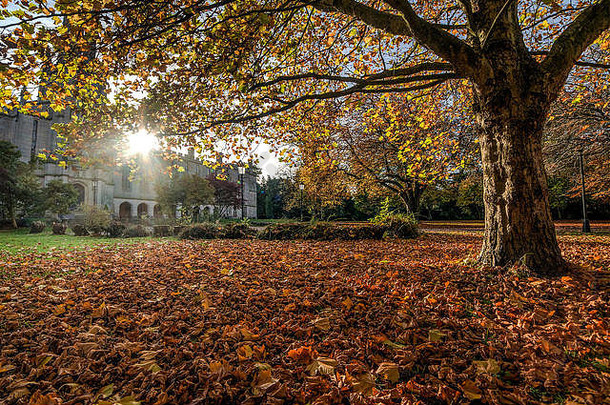 秋天的场景橡木树叶覆盖地板上