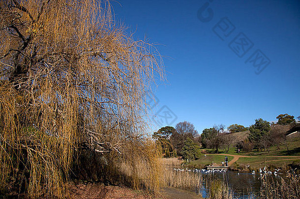 风景优美的视图树河蓝色的天空里士满塔斯马尼亚澳大利亚