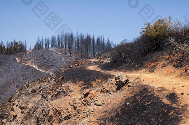 大加那利岛野生火8月走路线克鲁兹特赫达阿特纳拉加那利群岛人松树度损害