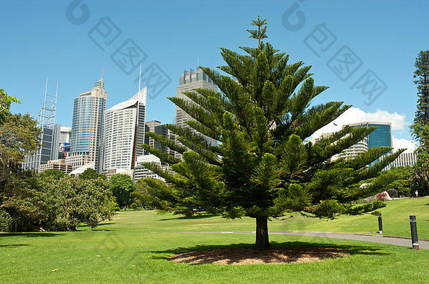 皇家植物花园悉尼阳光明媚的一天高上升中央商务区背景蓝色的天空标本树