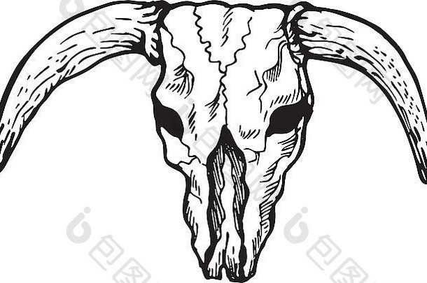插图画头骨德州长角牛牛查看前面孤立的白色背景