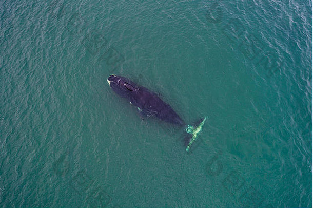 北极露脊鲸鲸鱼空中视图海鄂霍次克海东部俄罗斯